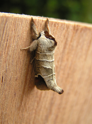 Clostera curtula.jpg © Fvlamoen