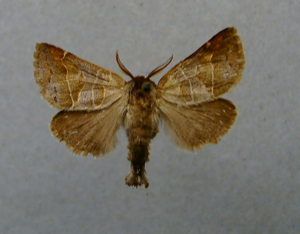 Clostera pigra.jpg © Dumi