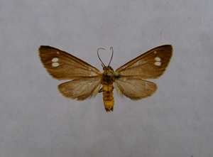 Dysauxes ancilla.jpg © Dumi