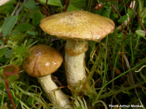 <i>Suillus flavidus</i> (Fr. : Fr.) Presl © PA. Moreau