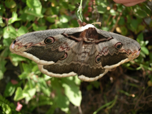 Saturnia pyri.jpg © Velela
