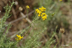 <i>Helichrysum italicum</i> (Roth) G.Don, 1830 © P. Gourdain
