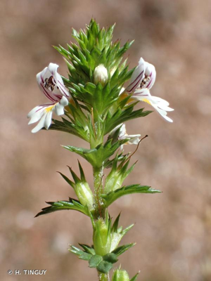 <i>Euphrasia stricta</i> D.Wolff ex J.F.Lehm., 1809 © H. TINGUY