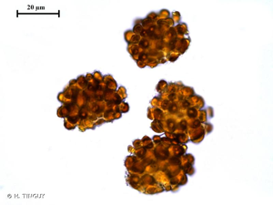 <i>Plagiopus oederianus</i> (Sw.) H.A.Crum & L.E.Anderson, 1981 © H. TINGUY