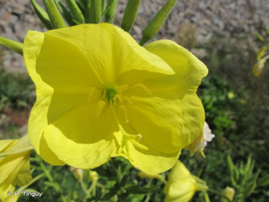 <i>Oenothera suaveolens</i> Desf. ex Pers., 1805 © H. Tinguy