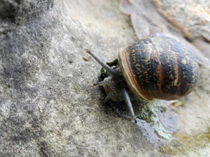 <i>Cornu aspersum</i> (O.F. Müller, 1774) © L. Poncet