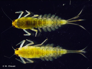 <i>Baetis fuscatus</i> (Linnaeus, 1760) © M. Chovet