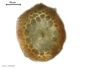 <i>Sarmentypnum exannulatum</i> (Schimp.) Hedenäs, 2006 © H. TINGUY