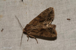 <i>Apamea monoglypha</i> (Hufnagel, 1766) © N. Tobak
