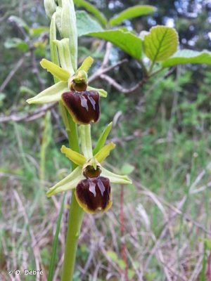<i>Ophrys aranifera</i> Huds., 1778 © O. Debré