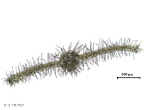 <i>Metzgeria pubescens</i> (Schrank) Raddi, 1818 © H. TINGUY