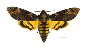 Acherontia atropos MHNT dos.jpg © Didier Descouens