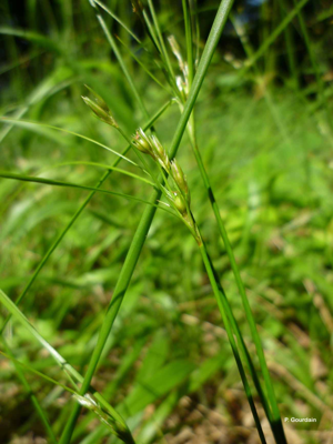 <i>Juncus tenuis</i> Willd., 1799 © P. Gourdain