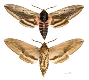 Sphinx ligustri MHNT male.jpg © Didier Descouens