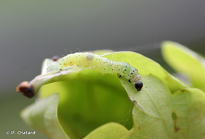 <i>Tortrix viridana</i> (Linnaeus, 1758) © P. Chatard