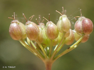 <i>Pimpinella saxifraga</i> L., 1753 © H. TINGUY