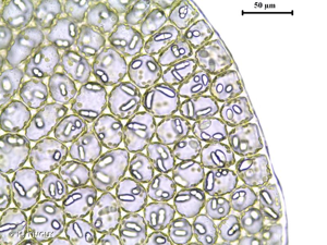 <i>Solenostoma gracillimum</i> (Sm.) R.M.Schust., 1969 © H. TINGUY