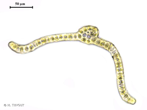 <i>Didymodon luridus</i> Hornsch., 1827 © H. TINGUY