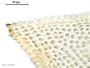 <i>Thuidium assimile</i> (Mitt.) A.Jaeger © H. TINGUY