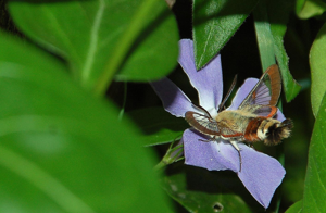 Sphinx pervenche 2w.JPG © User:Gérard JOYON