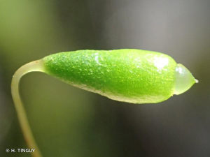 <i>Ptychostomum pseudotriquetrum</i> (Hedw.) J.R.Spence & H.P.Ramsay ex Holyoak & N.Pedersen, 2007 © H. TINGUY