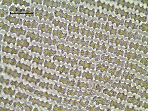 <i>Racomitrium aquaticum</i> (Brid. ex Schrad.) Brid., 1819 © H. TINGUY