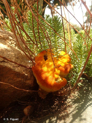 <i>Phaeolus schweinitzii</i> (Fr. : Fr.) Pat. © S. Figuet