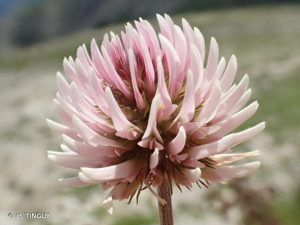 <i>Trifolium montanum </i>subsp.<i> rupestre</i> (Ten.) Nyman, 1878 © H. TINGUY
