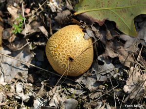 <i>Scleroderma citrinum</i> Pers. : Pers. © Y. Sellier