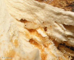 <i>Dacne bipustulata</i> (Thunberg, 1781) © B. Calmont