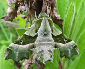 Proserpinus proserpina, Livorno.JPG © Lucarelli