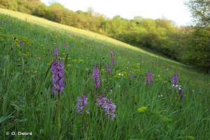 <i>Orchis mascula </i>subsp.<i> mascula</i> (L.) L., 1755 © O. Debré
