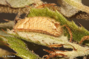 <i>Quercusia quercus</i> (Linnaeus, 1758) © S. Richaud