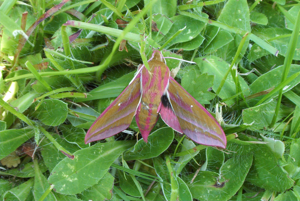 Elephant hawk moth.mittlerer Weinschwaermer 2.jpg © Massel tow