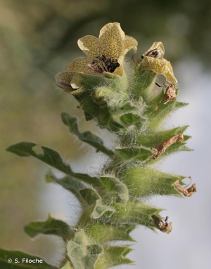 <i>Hyoscyamus niger</i> L., 1753 © S. Filoche