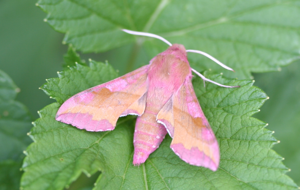 Deilephila porcellus-01 (xndr).jpg © No machine-readable author provided. Svdmolen assumed (based on copyright claims).