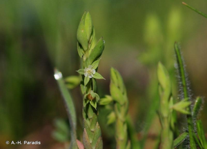 <i>Lysimachia linum-stellatum</i> L., 1753 © A.-H. Paradis & R. Poncet