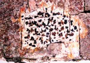 Arthonia radiata.jpg © Ed Uebel