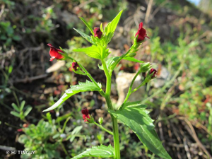 <i>Scrophularia peregrina</i> L., 1753 © H. TINGUY
