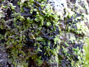 Haava-tardsamblik (Leptogium saturninum) Kaukvere Lääne-Virumaa 2015.jpg © Ahto Täpsi