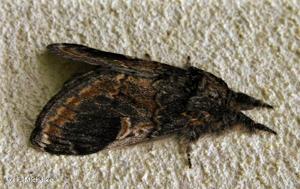<i>Notodonta tritophus</i> (Denis & Schiffermüller, 1775) © F. Michalke