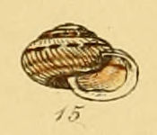 Helix caperata (Sowerby).jpg © Commons