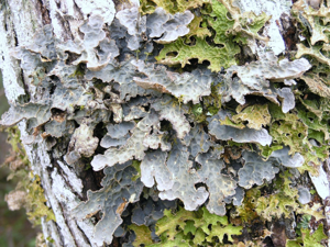 Lobaria scrobiculata R1.jpg © Richtid