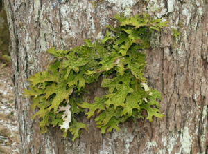 Lobaria pulmonaria 010108c.jpg © Bernd Haynold
