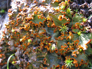 Solorina crocea.jpg © Commons