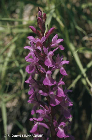 <i>Dactylorhiza elata</i> (Poir.) Soó, 1962 © R. Dupré MNHN/CBNBP
