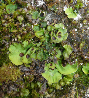Solorina saccata 280208a.jpg © Bernd Haynold