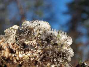 Peltigera praetextata 2.jpg © R. Burkard