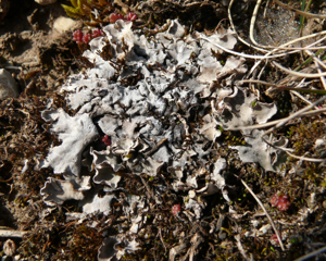 Peltigera rufescens 300308.jpg © Bernd Haynold