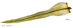 <i>Ulota crispa</i> (Hedw.) Brid., 1819 © H. TINGUY